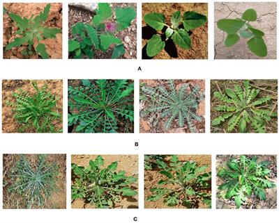Combing K-means Clustering and Local Weighted Maximum Discriminant Projections for Weed Species Recognition
